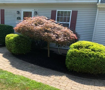 Finished hedge trimming and mulching services in CT