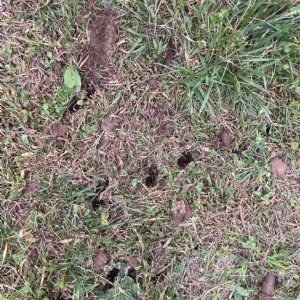 IMG_3756.JPEG